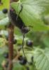 Morimus asper